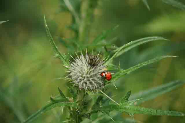 Ladybird on a thistle