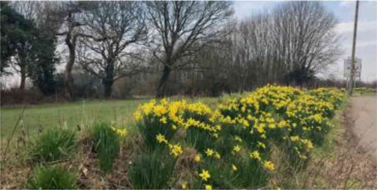 The bank of daffodils at the top of the copse