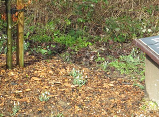 snowdrops we planted round the copper beech