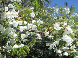 Spindleberry in Full Bloom