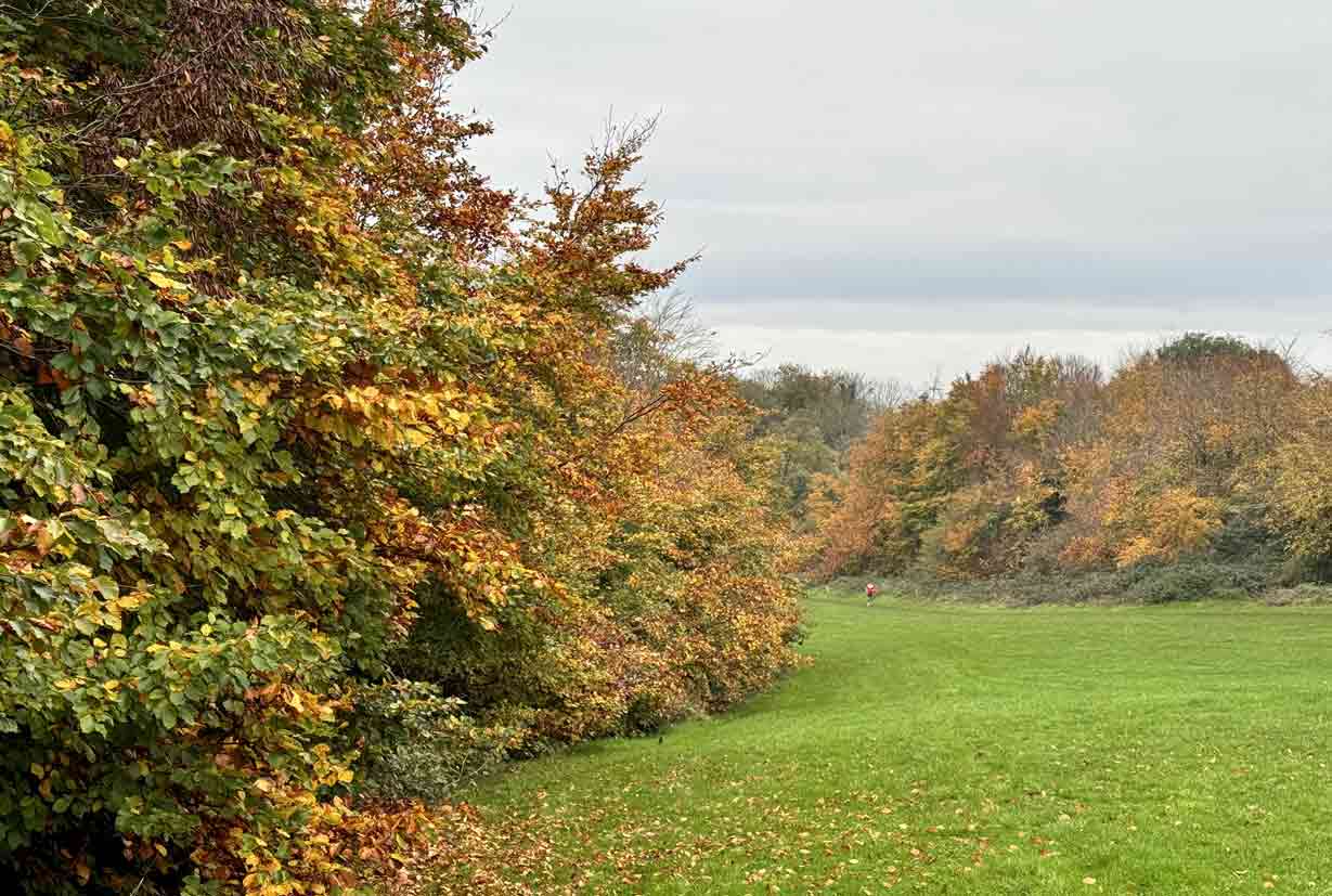 the leaves on the trees in the woodland