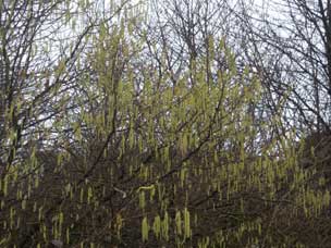 Catkins