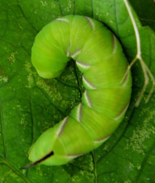 Privet Hawk-moth (sphinx ligustri)