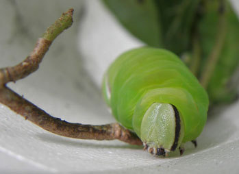 Privet Hawk-moth (sphinx ligustri)