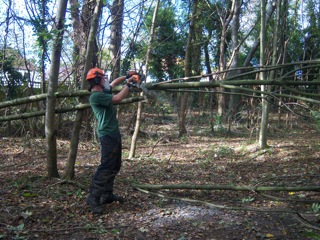 Will, our Park Ranger, cut down a couple of Sycamore saplings