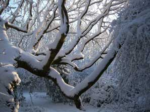 Snow-covered bough