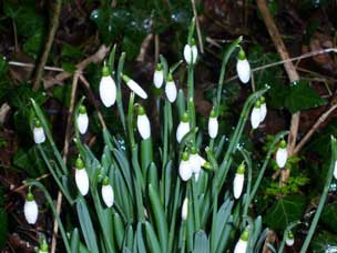 Snowdrops