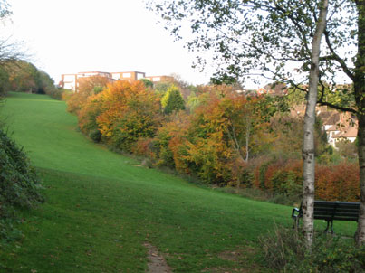 The copse in autumn