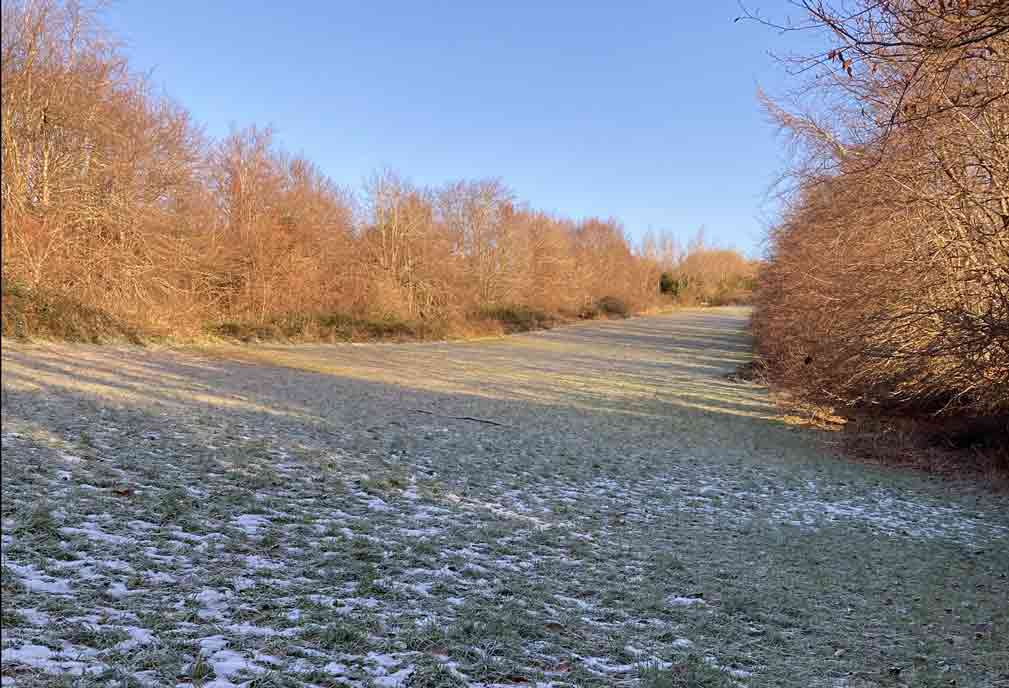 Copse in winter